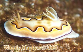 Nudibranch, Chromodoris coi