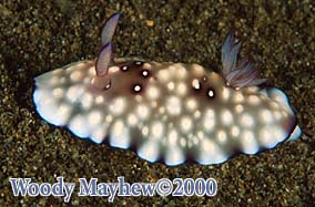 Nudibranch Chromodoris geometrica