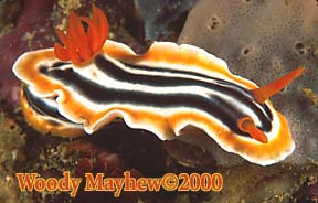 Nudibranch, Chromodoris magnifica