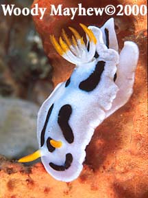 Nudibranch, Chromodoris sp.