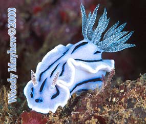 Nudibranch, Chromodoris willani