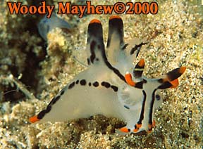 Nudibranch, Thecacera picta