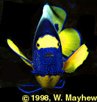 Angelfish Face