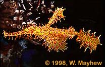 Ornate Ghost Pipefish